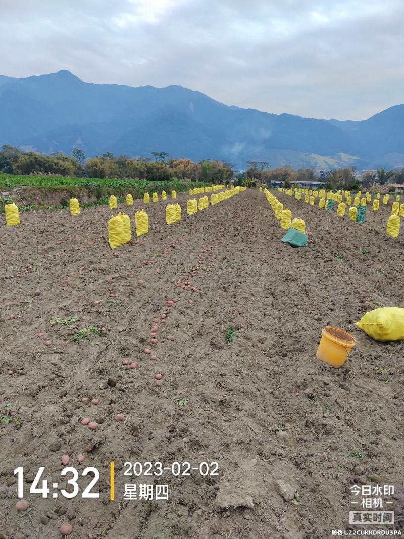 云南精品白土豆大量批发量大从优，欢迎来电咨询