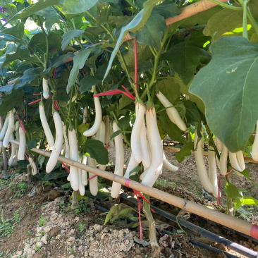 白茄子苗中茄子苗长茄子苗育苗基地直供