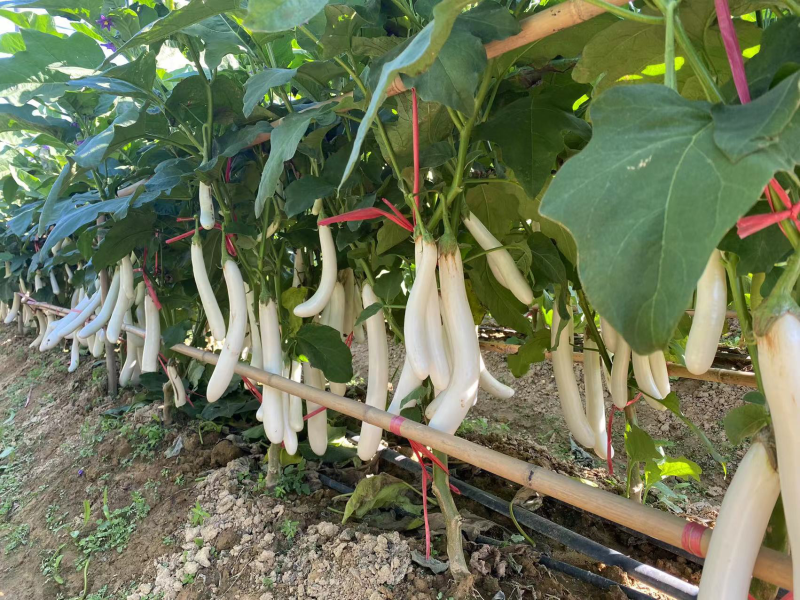白茄子苗中茄子苗长茄子苗育苗基地直供