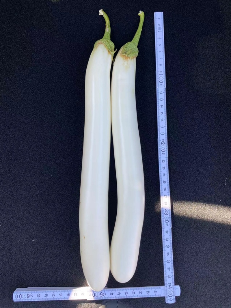 白茄子苗中茄子苗长茄子苗育苗基地直供