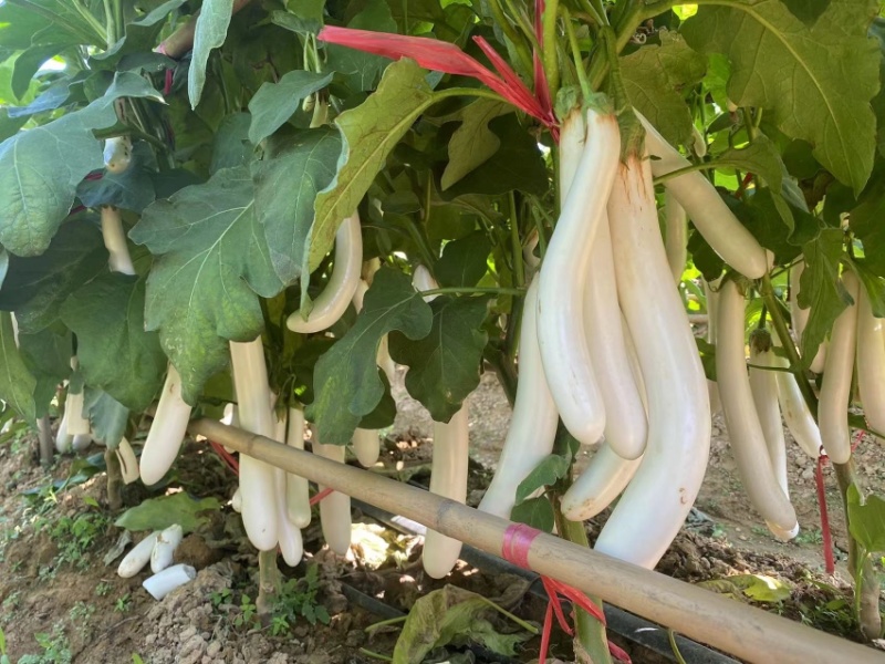 白茄子苗中茄子苗长茄子苗育苗基地直供
