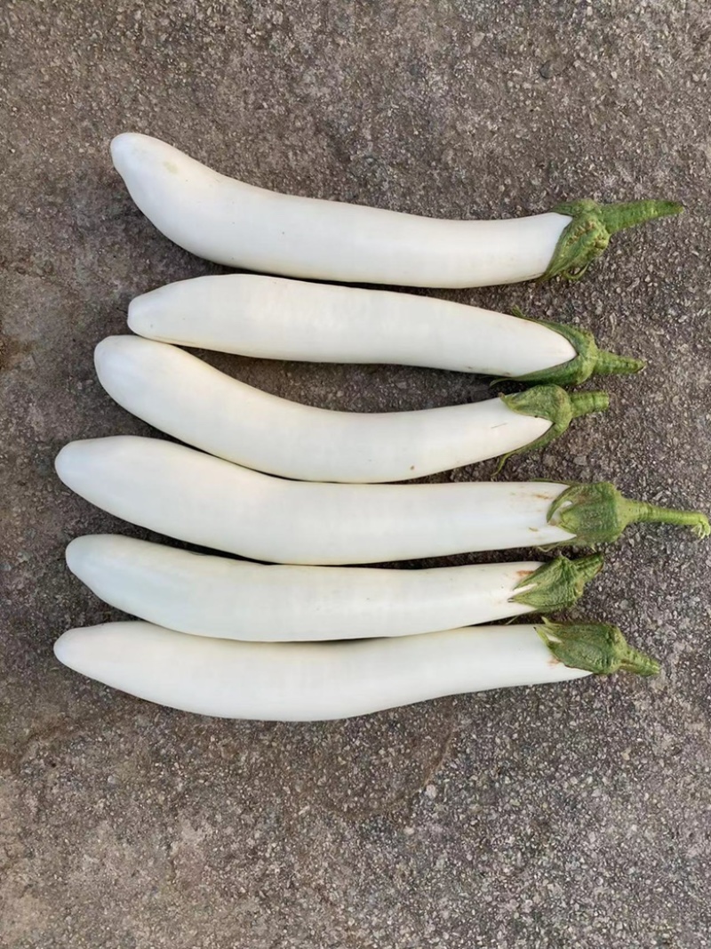 白茄子苗中茄子苗长茄子苗育苗基地直供