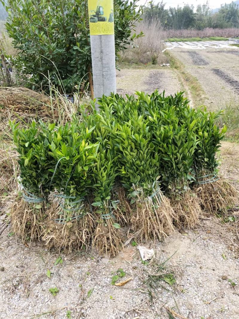 自家地种植正宗红柠檬头嫁接新会柑苗，绿色清山就是金山银山