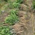 自家地种植正宗红柠檬头嫁接新会柑苗，绿色清山就是金山银山