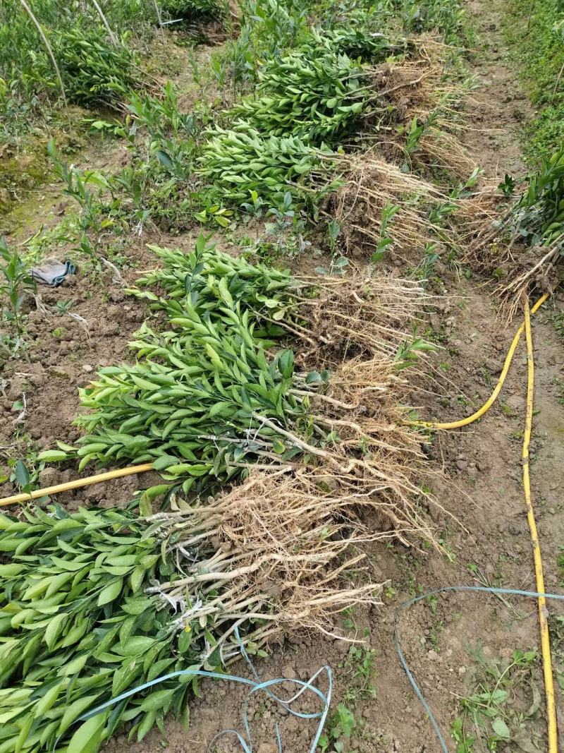 自家地种植正宗红柠檬头嫁接新会柑苗，绿色清山就是金山银山