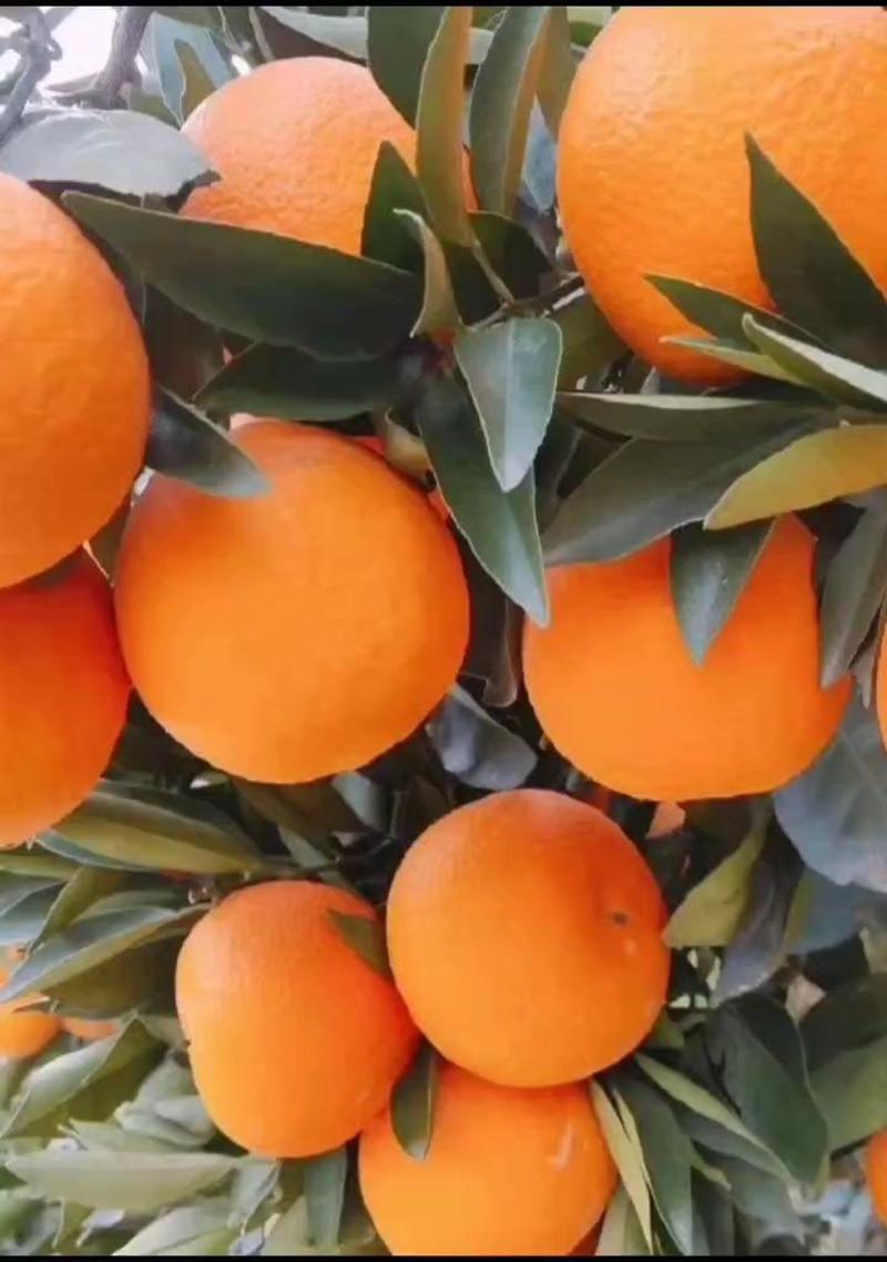 @秭归中华红橙，一手货源看园采果，品质保证，价格优惠。