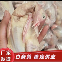 乳鸽肉白条乳鸽老鸽子工厂直发常年供应质量保证规格齐全
