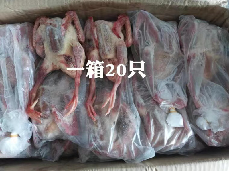 乳鸽肉白条乳鸽老鸽子工厂直发常年供应质量保证规格齐全