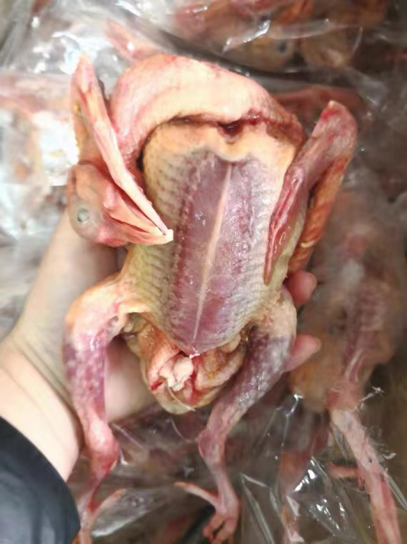 乳鸽肉白条乳鸽老鸽子工厂直发常年供应质量保证规格齐全