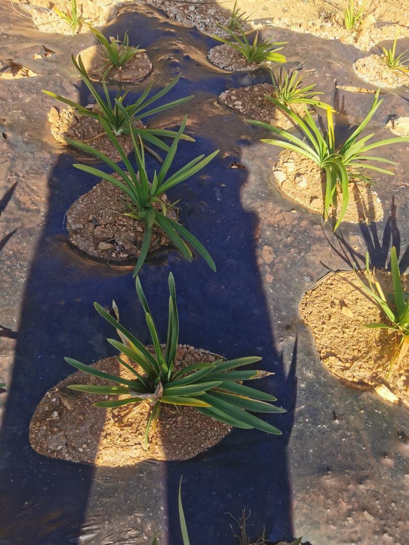 百子莲工地苗大苗量大价优苗粗壮老练是露天苗