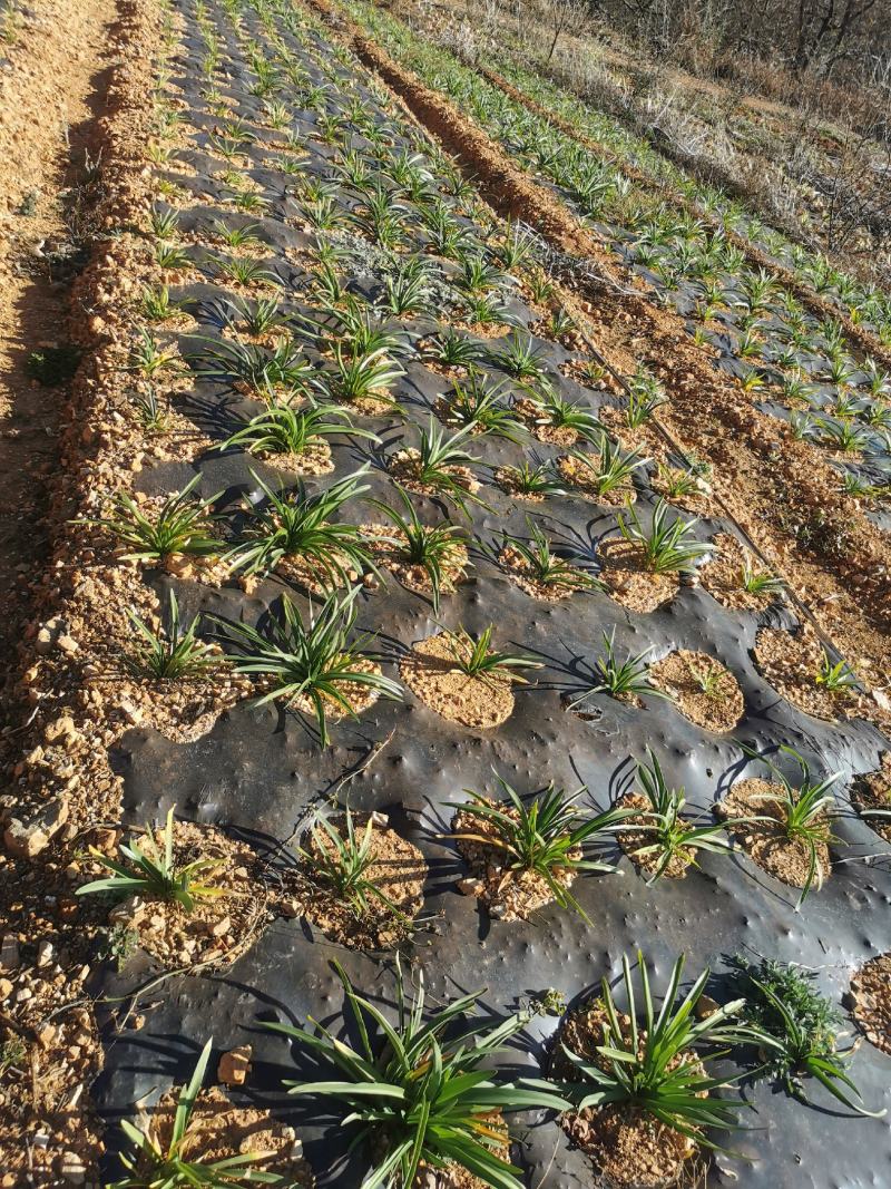 百子莲工地苗大苗量大价优苗粗壮老练是露天苗