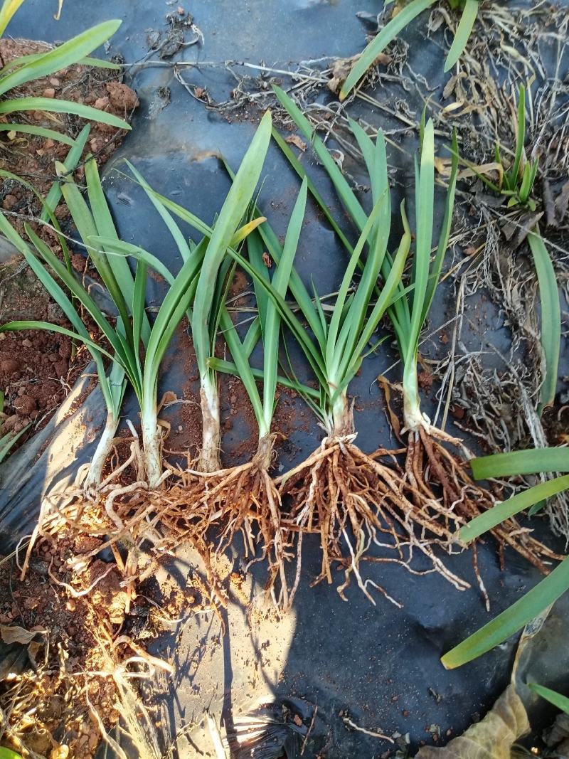 百子莲工地苗大苗量大价优苗粗壮老练是露天苗