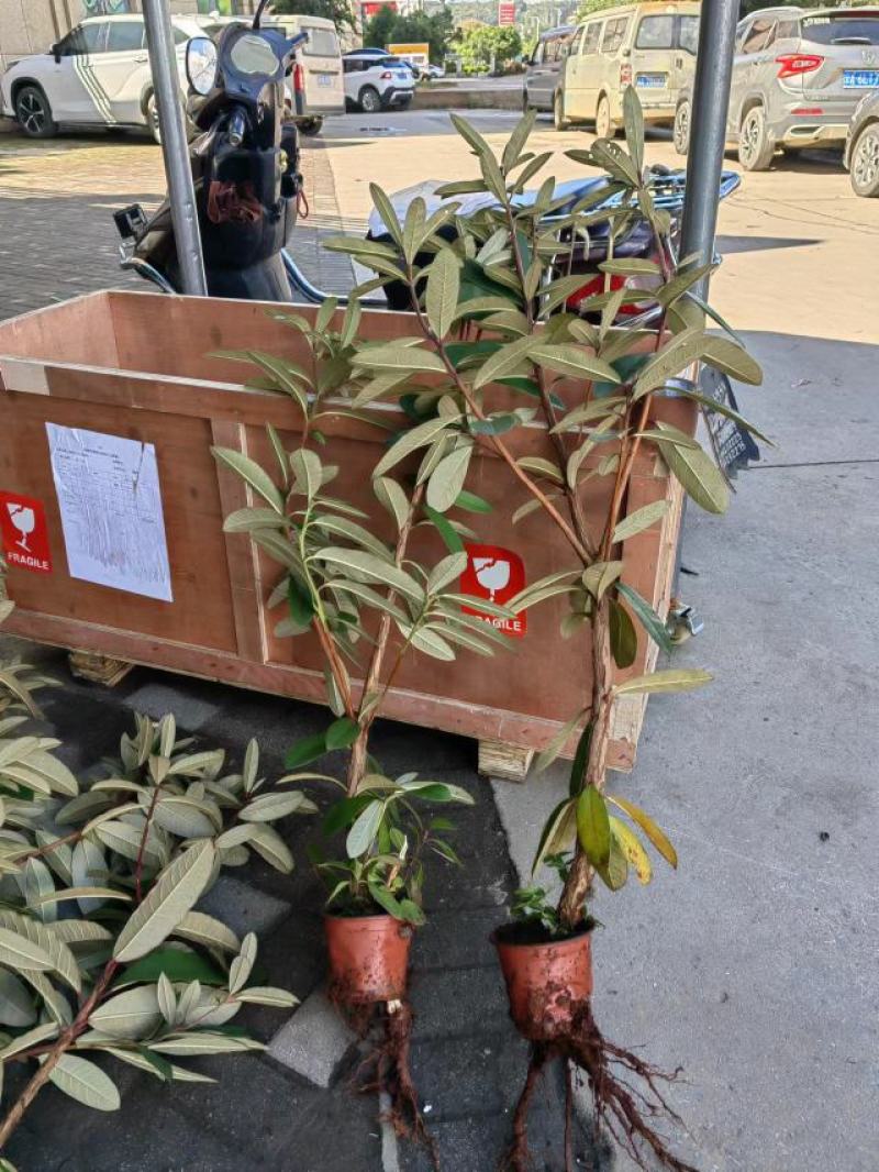 云南高山杜鹃马缨花杜鹃籽播苗袋苗花大红色量大