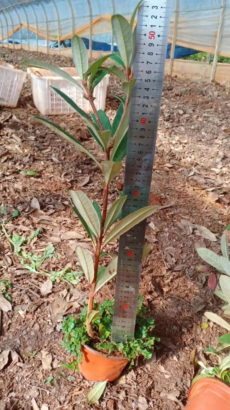 云南高山杜鹃马缨花杜鹃籽播苗袋苗花大红色量大