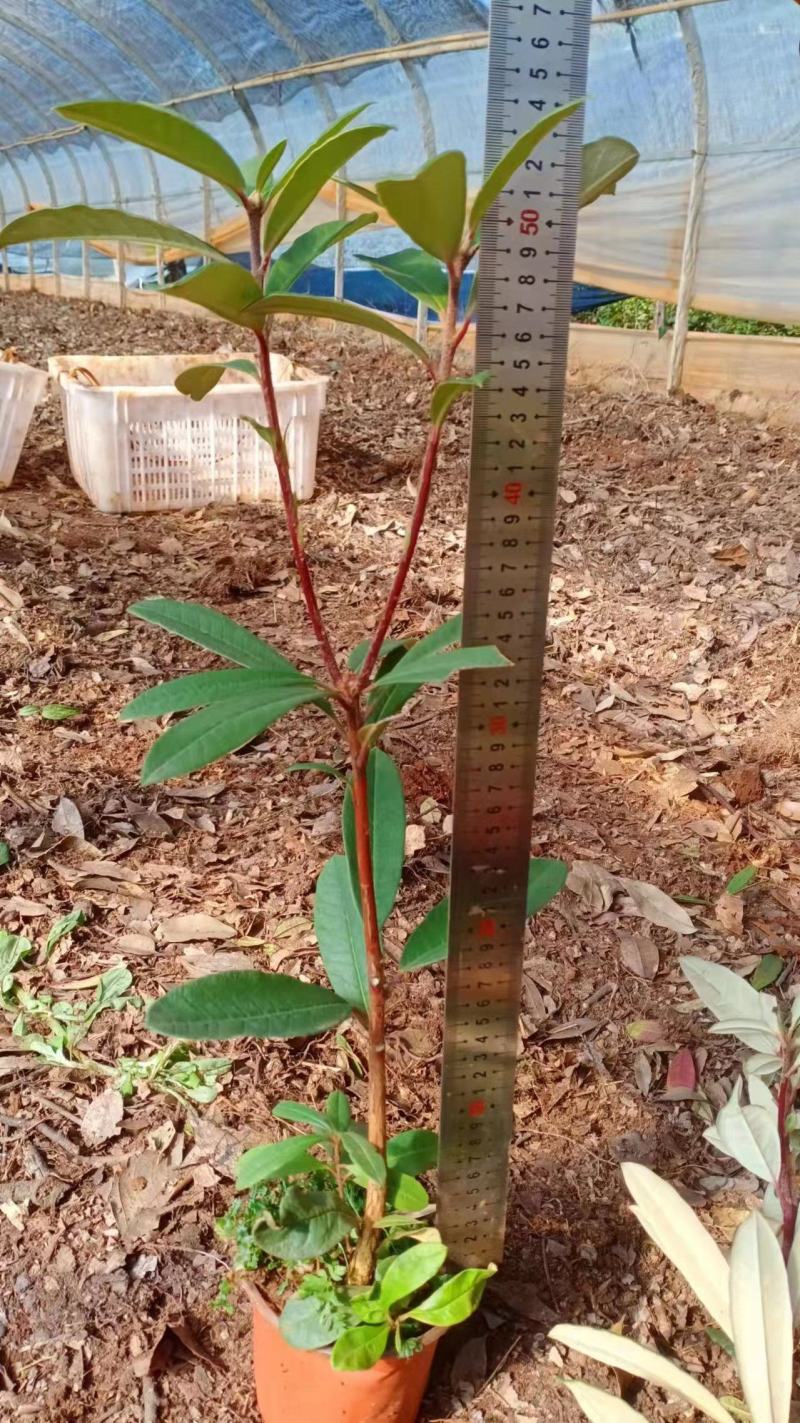 云南高山杜鹃马缨花杜鹃籽播苗袋苗花大红色量大