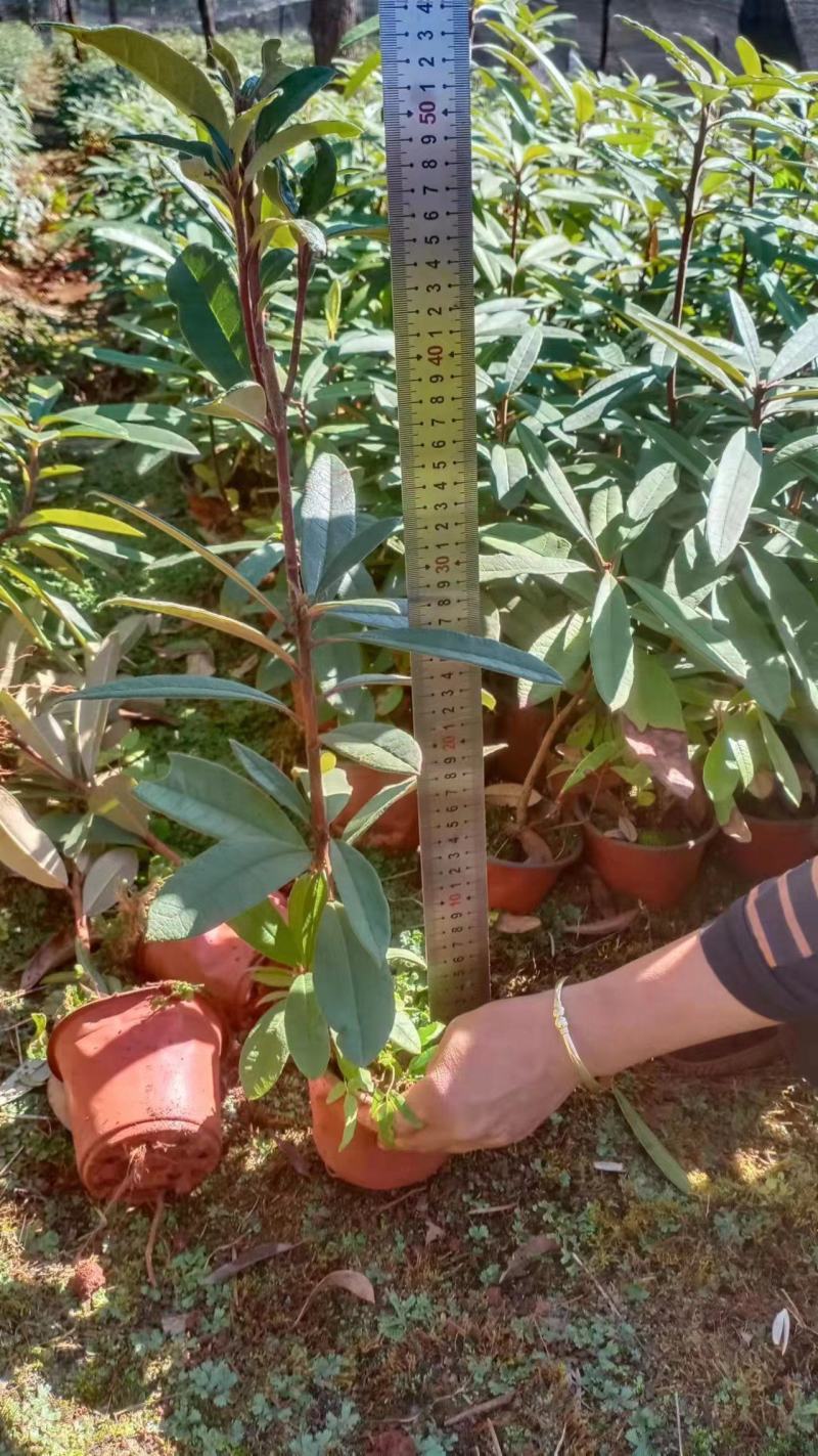 云南高山杜鹃马缨花杜鹃籽播苗袋苗花大红色量大