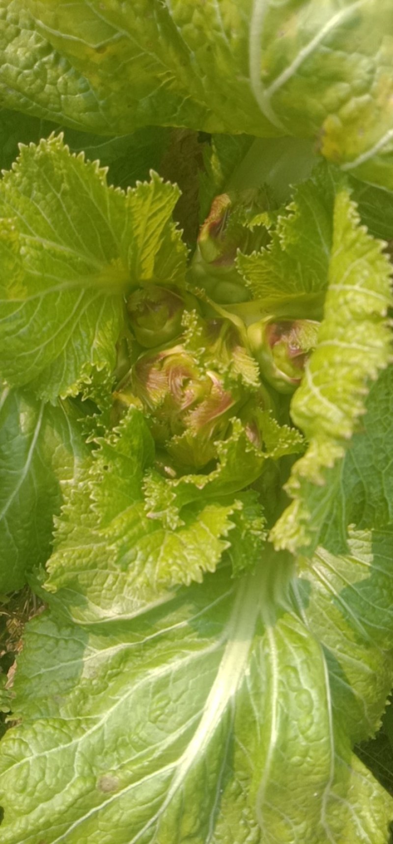 儿菜