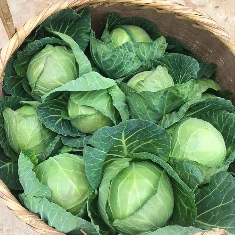 斯特丹甘蓝苗绿园4号苗8398甘蓝苗免费技术指导包回收