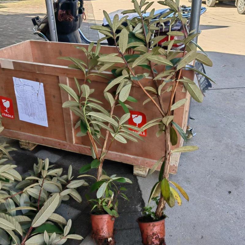 云南高山杜鹃马缨花杜鹃籽播苗袋苗花大红色量大