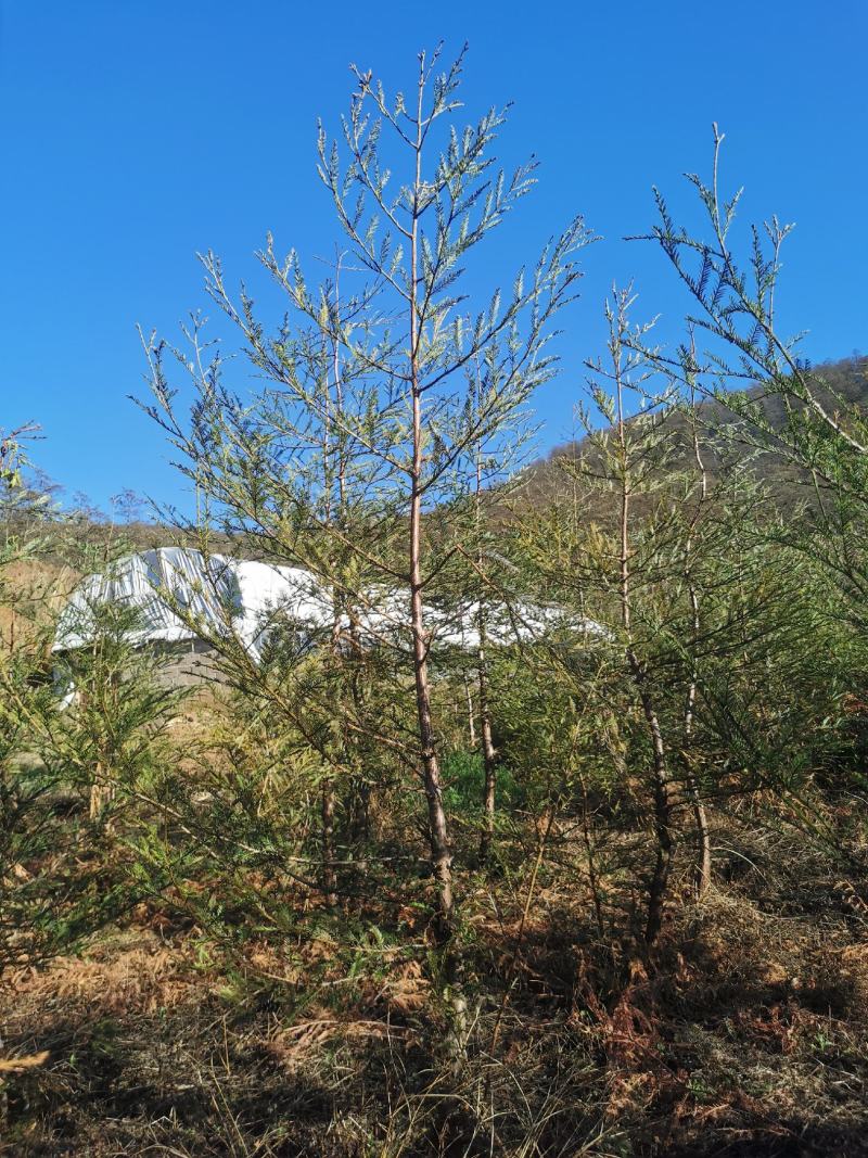 北美红杉种苗美国加尼福利亚洲进口种源