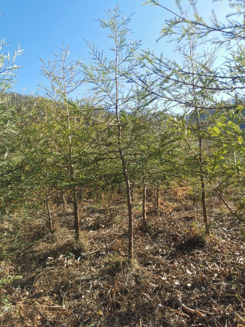 北美红杉种苗美国加尼福利亚洲进口种源