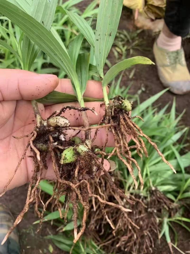 白芨苗，紫花大白芨品种，各种规格都有，量大，基地直发