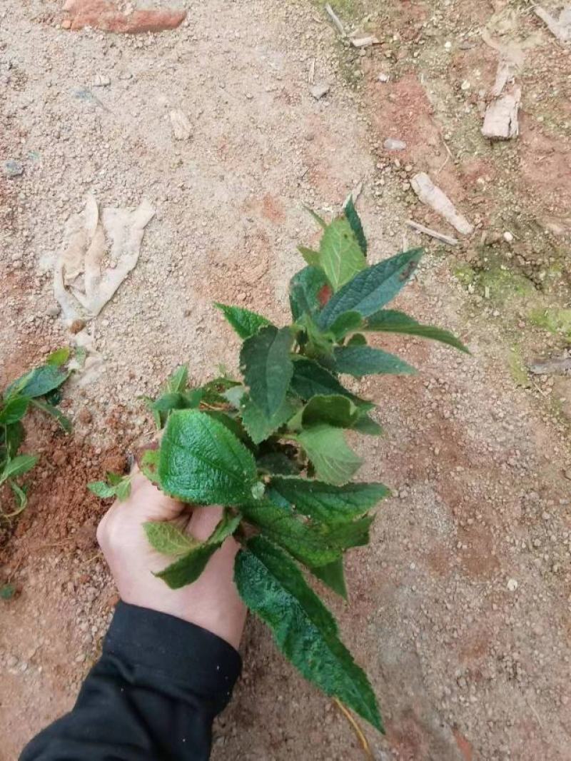 改良版七指毛桃苗带土带杯发货。