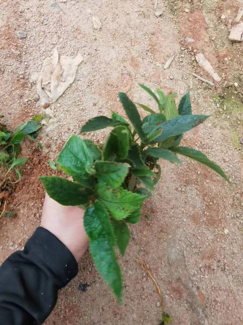 改良版七指毛桃苗带土带杯发货。