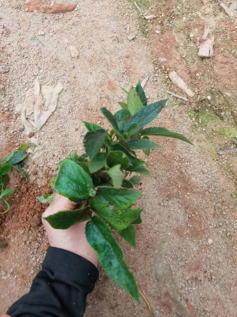 改良版七指毛桃苗带土带杯发货。