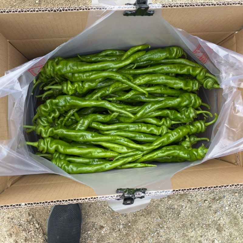 福建精品陇椒长度30公分左右味浓薄皮欢迎来电咨询选购