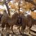 观赏骆驼全国接单了视频看货量大优惠欢迎咨询