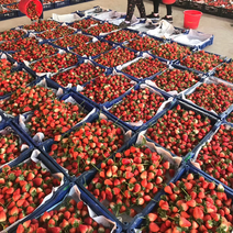 山东草莓大量上市价格随行就市欢迎各界老板合作