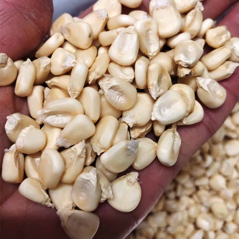 糯玉米粘玉米黄糯白糯黑糯