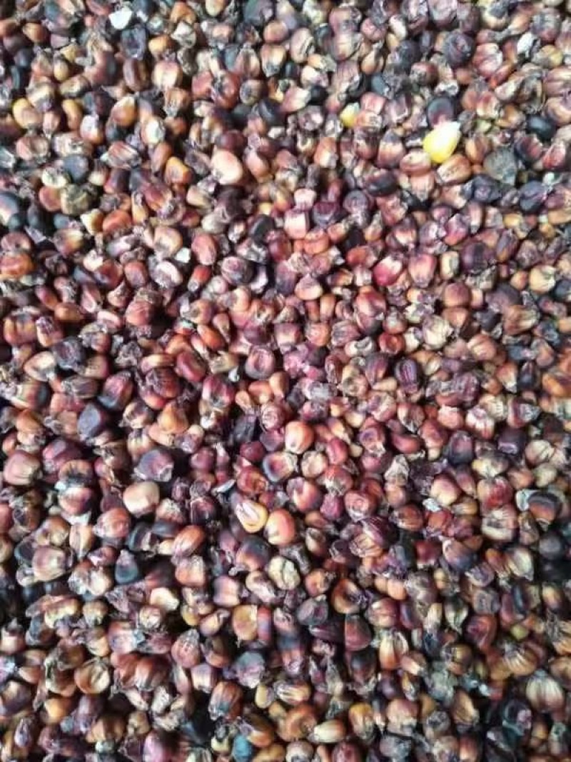 糯玉米粘玉米黄糯白糯黑糯