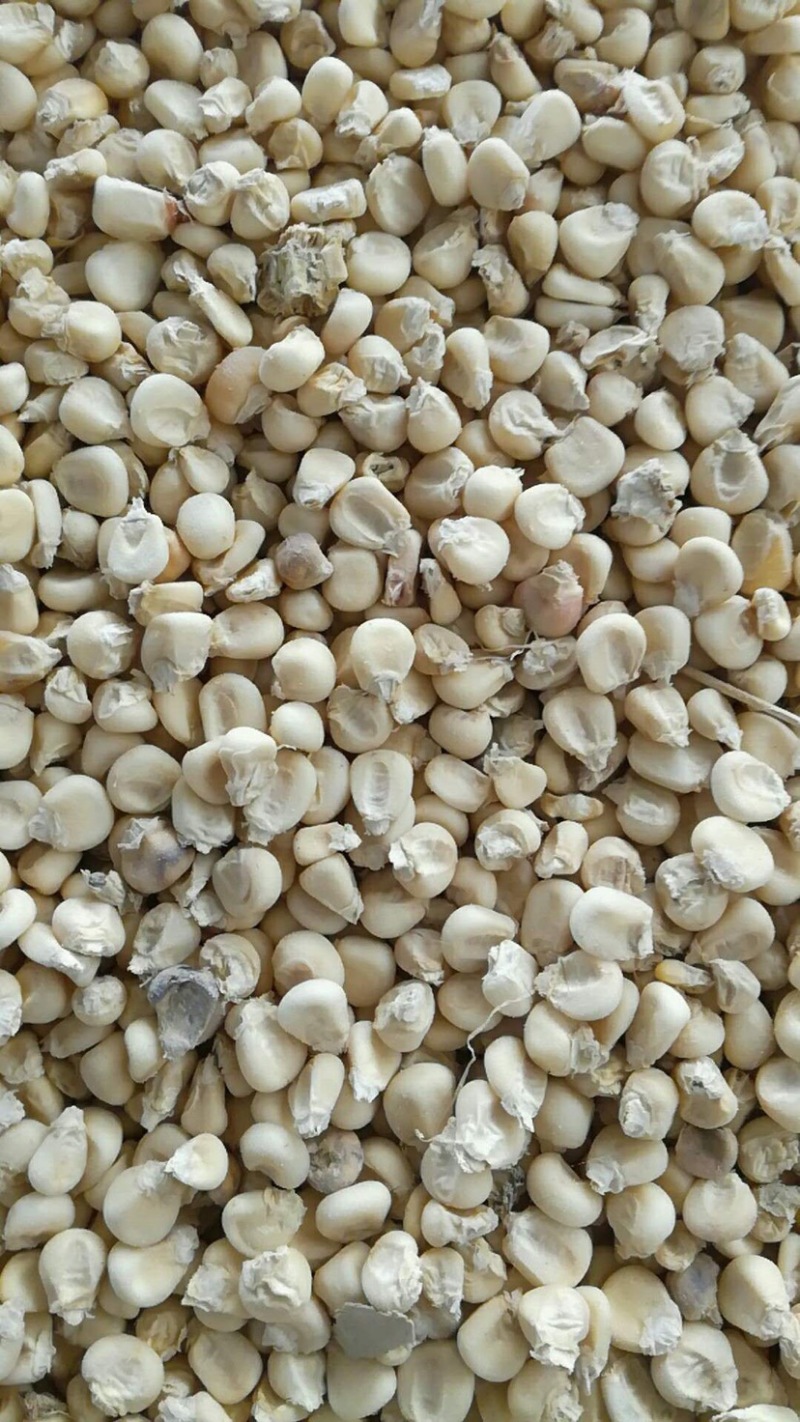 糯玉米粘玉米黄糯白糯黑糯