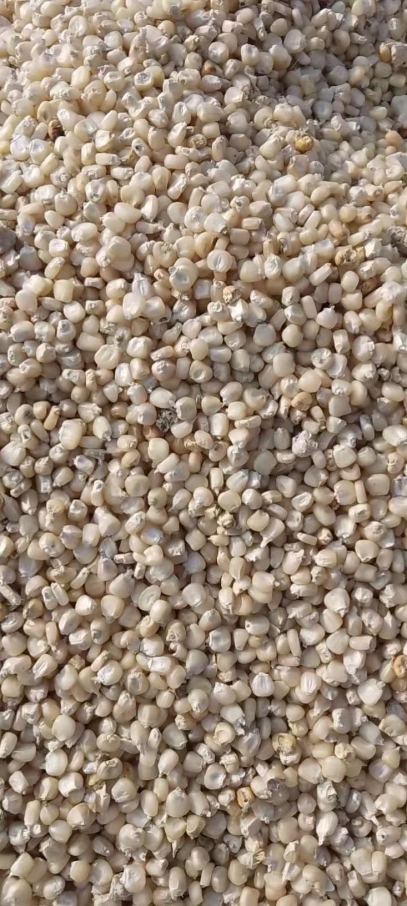 糯玉米粘玉米黄糯白糯黑糯