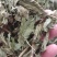薄荷叶干货薄荷叶泡水级别欢迎选购！量大从优！