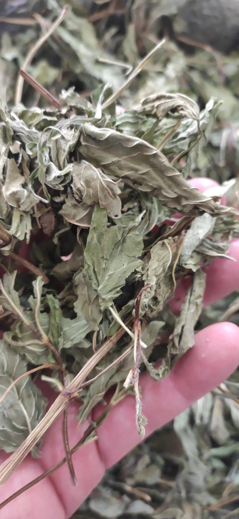 薄荷叶干货薄荷叶泡水级别欢迎选购！量大从优！