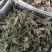 薄荷叶干货薄荷叶泡水级别欢迎选购！量大从优！