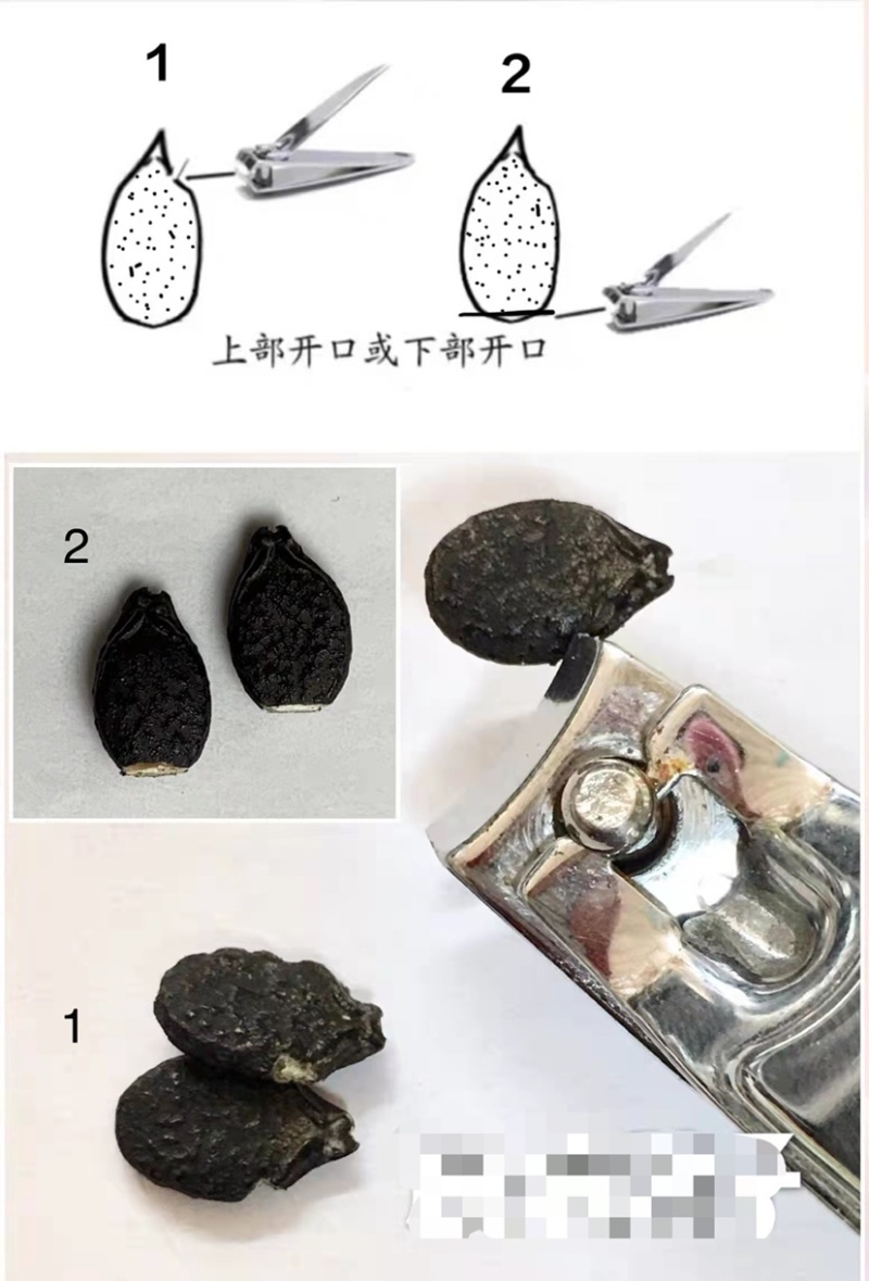 花盈大花点杂交丝瓜种子35-40cm头尾均匀