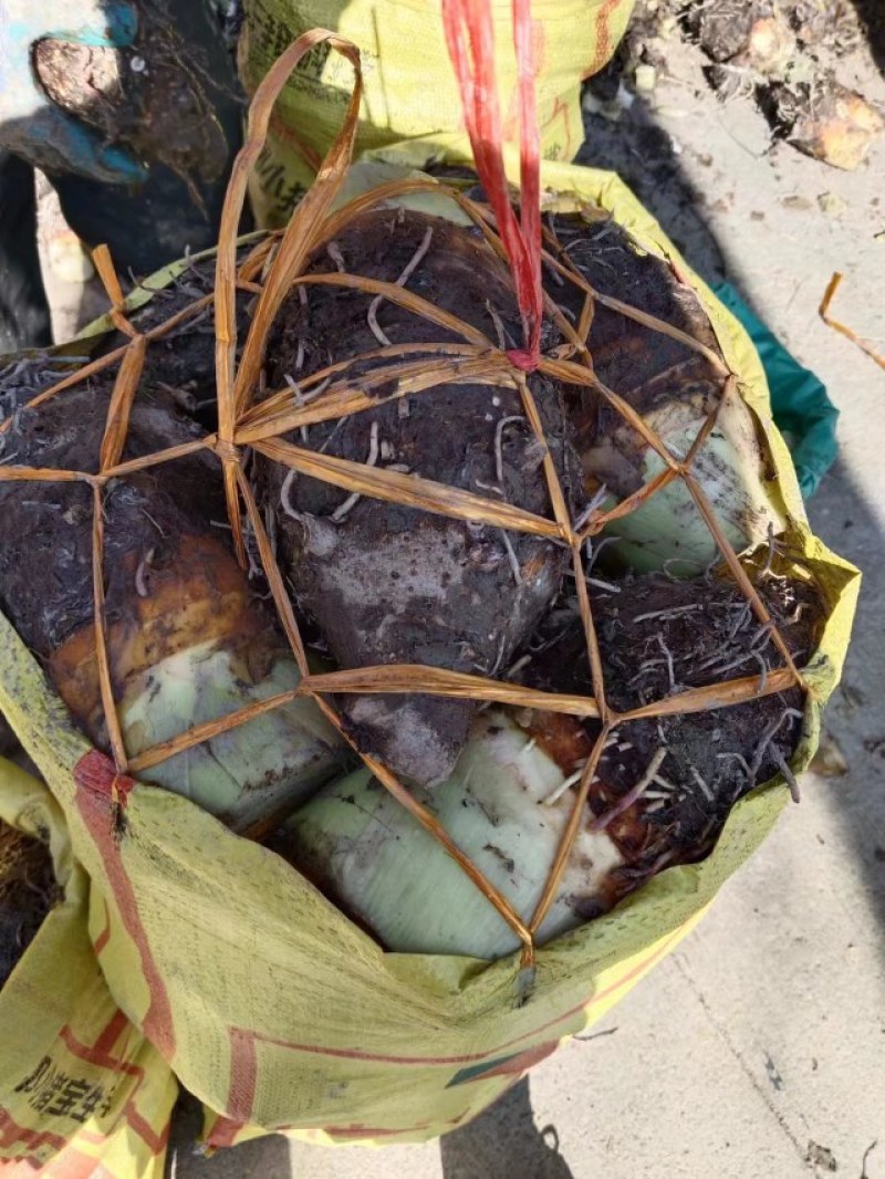 荔浦芋头，原产地发个头大，高山种植，大量上市，品质保证。