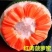 新品种12号红肉四季菠萝蜜树苗嫁接苗南方北方种植正品苗