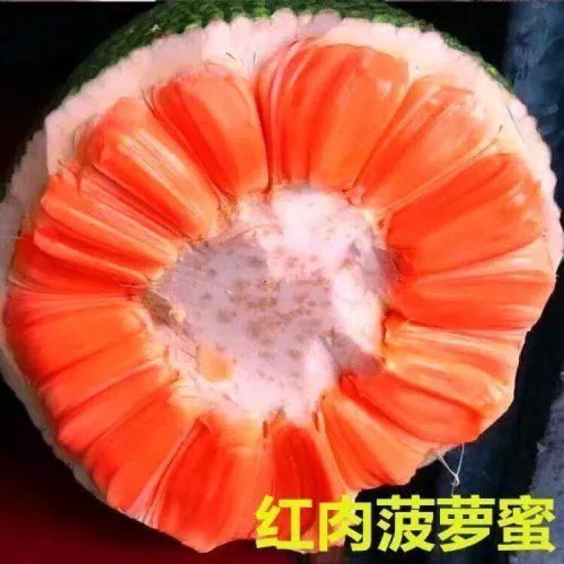 新品种12号红肉四季菠萝蜜树苗嫁接苗南方北方种植正品苗