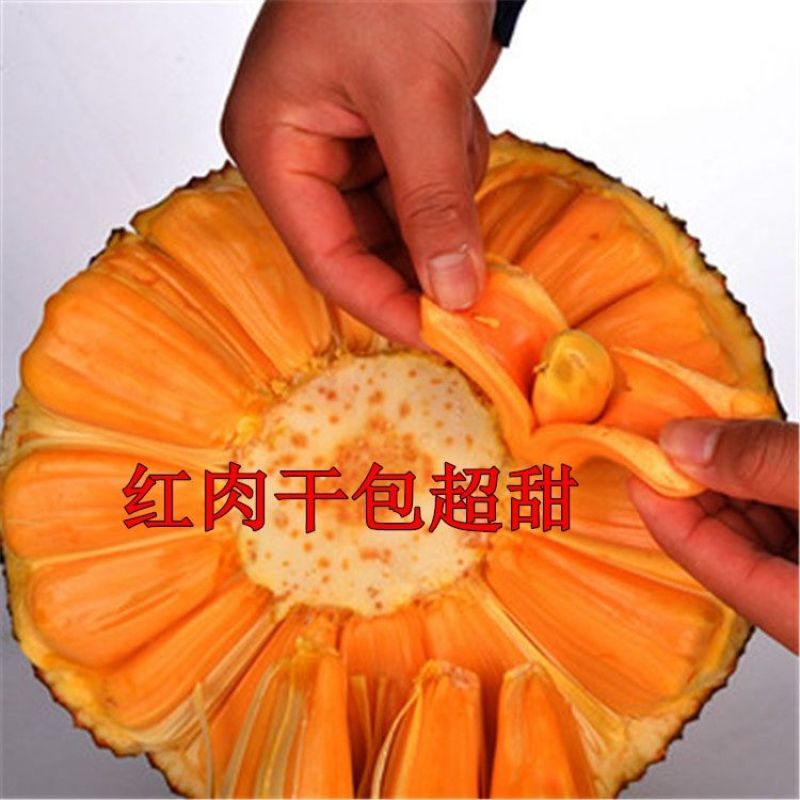 新品种12号红肉四季菠萝蜜树苗嫁接苗南方北方种植正品苗