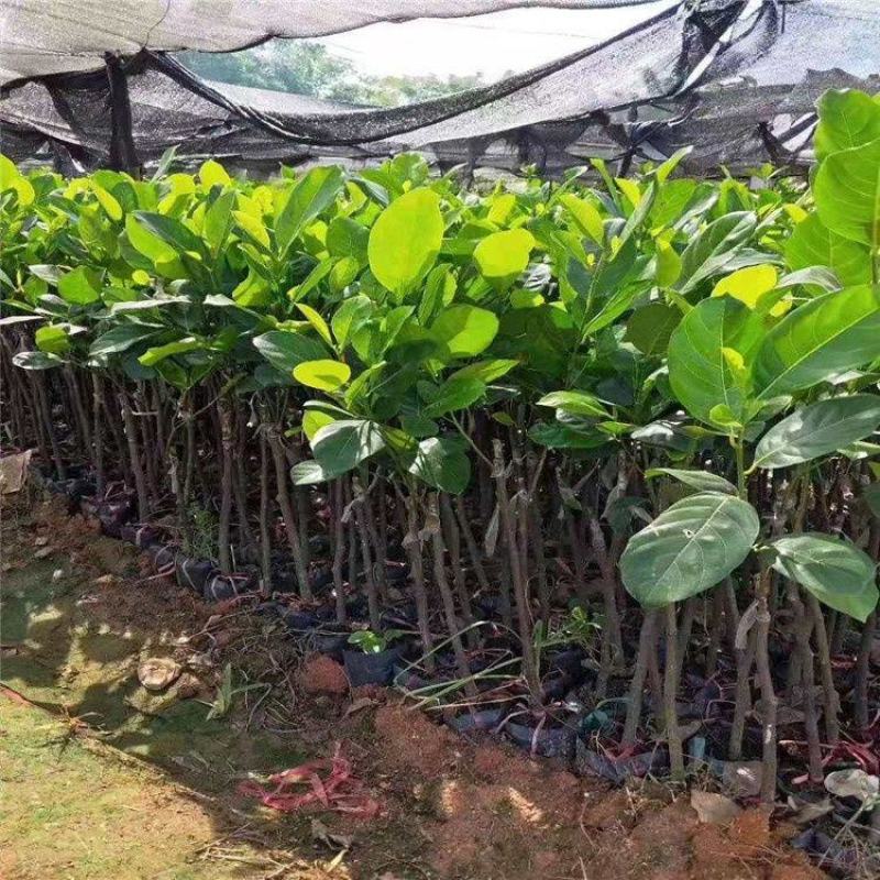 新品种12号红肉四季菠萝蜜树苗嫁接苗南方北方种植正品苗