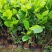 新品种12号红肉四季菠萝蜜树苗嫁接苗南方北方种植正品苗