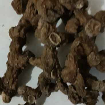 野生多花甜黄精