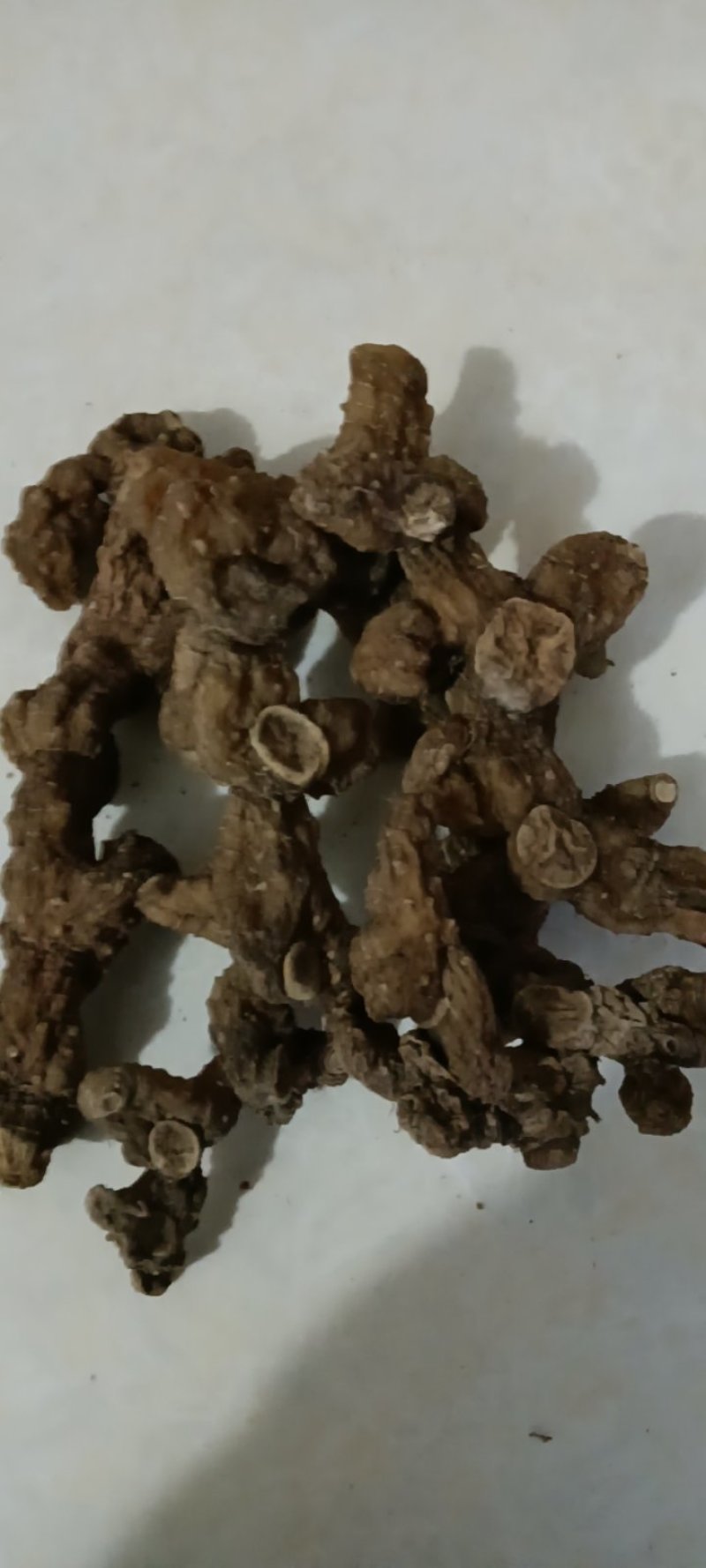 野生多花甜黄精