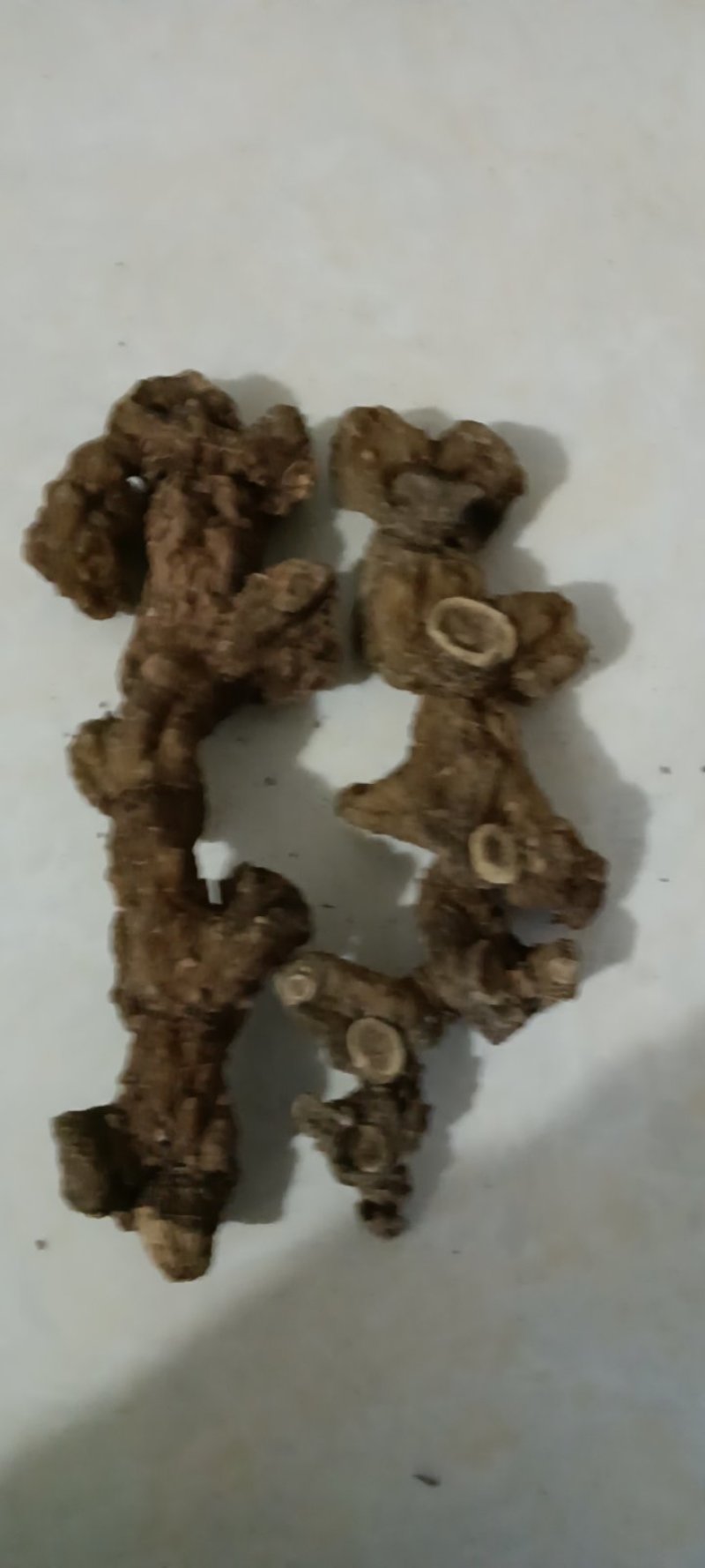 野生多花甜黄精