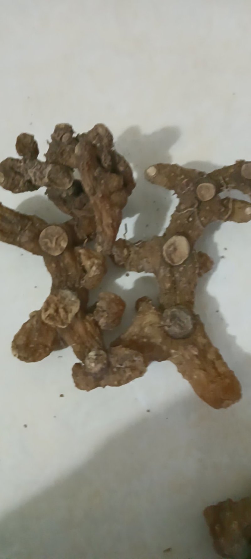 野生多花甜黄精